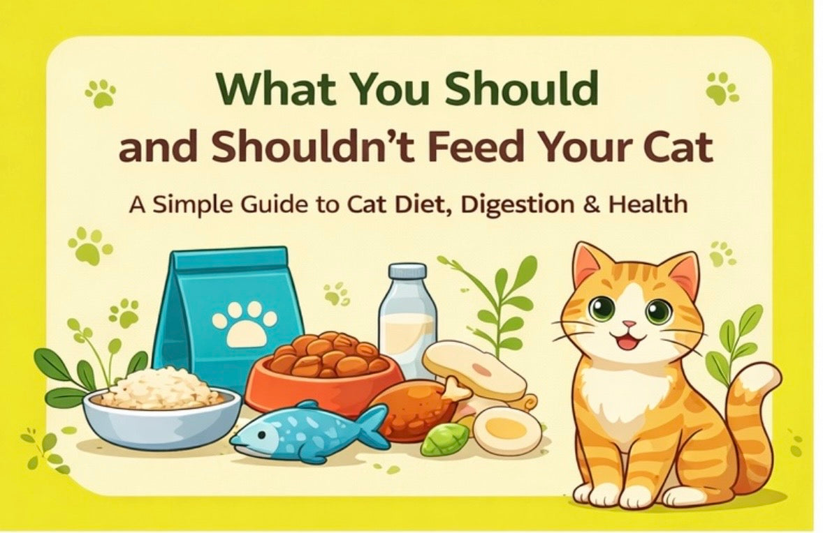 Things You Should and Shouldn’t Feed Your Cat